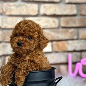 Cute Toy Poodle Puppies WhatsApp:(+63-9455-189-371) Viber:(+63-9455-189-371) | PostAds PH
