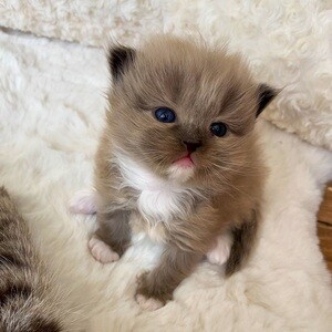 a purebred Ragdoll kitten known ...viber me at +639463422605 | PostAds PH