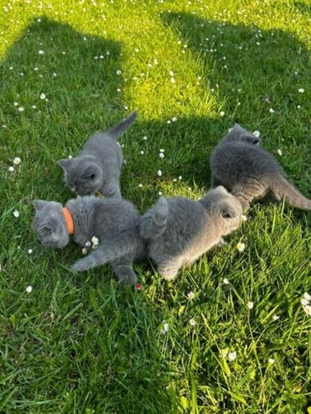 Iris and British shorthair...viber me at +639463422605