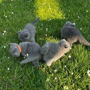 Iris and British shorthair...viber me at +639463422605 | PostAds PH