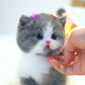 Adorable Munchkin Kittens for Sale ...viber me at +639463422605 | PostAds PH