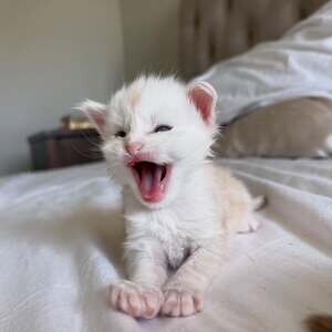 Adorable Maine Coon kitten for sale...viber me at +639463422605 | PostAds PH