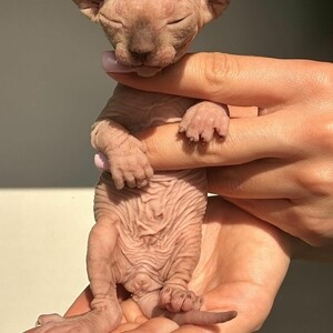 Bold Sphynx kittens. ...viber me at +639463422605 | PostAds PH