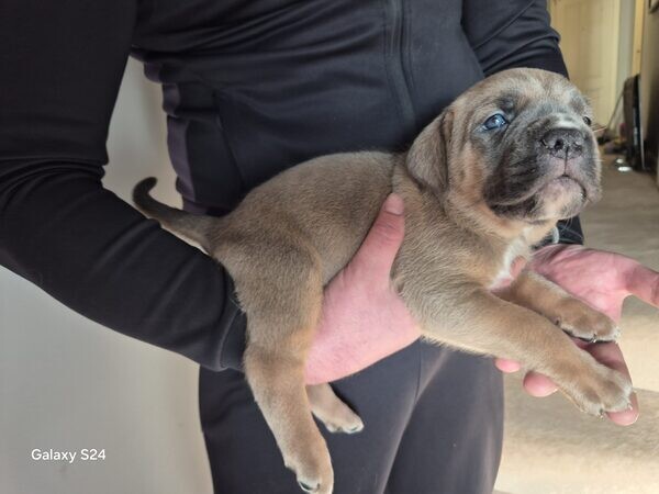 Big chunky cane corso litter...viber me at +639463422605
