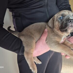 Big chunky cane corso litter...viber me at +639463422605 | PostAds PH