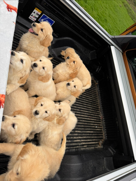 Golden Retriever puppies ..viber me at +639463422605