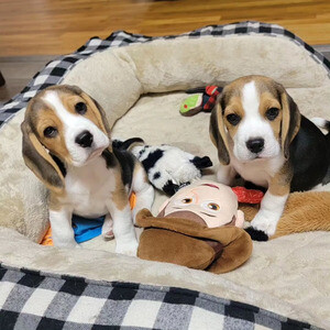 Purebred Beagle Puppies Girls And Boys...viber me at +639463422605 | PostAds PH