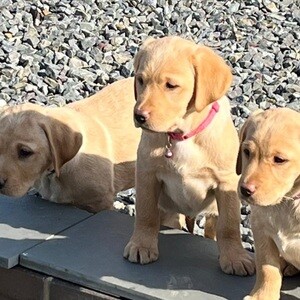 Fox red Labrador puppies for sale...viber me at +639463422605 | PostAds PH