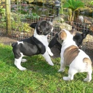 Beautiful French Bulldog puppies for good home. Viber : 00237 653 81 7429 | PostAds PH