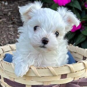 Adorable outstanding Maltese puppies ready for their new and forever | PostAds PH