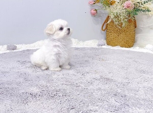 Female Maltese Pup Ready for Rehoming....viber me at :+639463422605