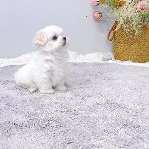 Female Maltese Pup Ready for Rehoming....viber me at :+639463422605 | PostAds PH