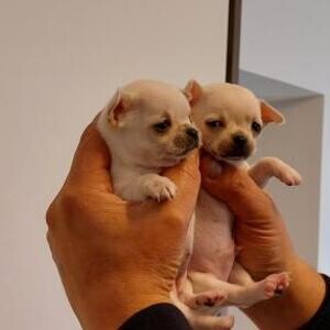 Beatiful Chihuahuas(male and female) ready to go. | PostAds PH