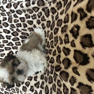 Beautiful shih tzu puppies ready for there new homes, | PostAds PH