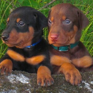 Doberman Puppies for adoption....viber me at :+639463422605 | PostAds PH