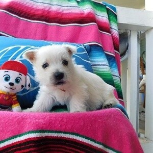 West Highland White Terrier Puppies....viber me at :+639463422605 | PostAds PH
