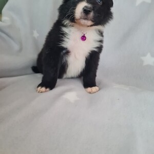 BORDER COLLIE PUPPIES....viber me at :+639463422605 | PostAds PH