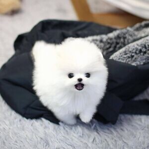 Gorgeous teacup pomeranian puppies for christmas | PostAds PH