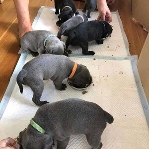 Staffordshire Pups Licensed Breeder | PostAds PH
