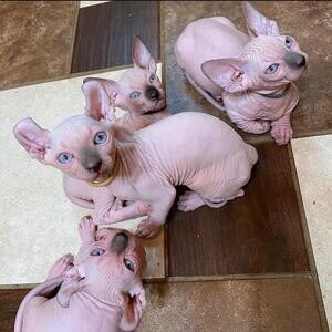 TICA Active Sphynx Kittens. Viber : 00237 653 81 7429 | PostAds PH