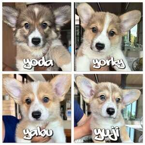 Meet Yuji: The Cutest Corgi Pup Looking for His Forever Home! | PostAds PH