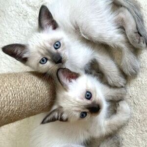 Home Raise male and female Siamese kittens. Viber : 00237 653 81 7429 | PostAds PH