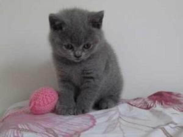 British Short Hair Kittenss…....viber me at :+639463422605