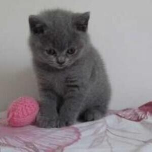 British Short Hair Kittenss…....viber me at :+639463422605 | PostAds PH