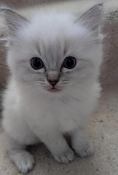 Absolutely beautiful Blue Mitted Ragdoll kittenss