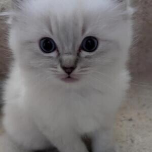 Absolutely beautiful Blue Mitted Ragdoll kittenss | PostAds PH