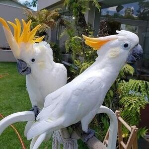 Umbrella Cockatoo Parrots For Sale…....viber me at :+639463422605 | PostAds PH