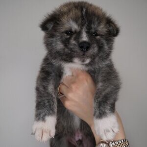 Champion bloodline Japanese Akitas. Viber : 00237 653 81 7429 | PostAds PH