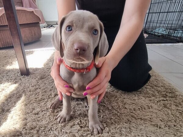 Sabsky Weimaraner Puppies.Viber:00237 653 81 7429