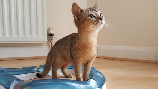 Both male and female Abyssinian Kittens WhatsApp:(+63-9455-189-371)  Viber:(+63-9455-189-371)