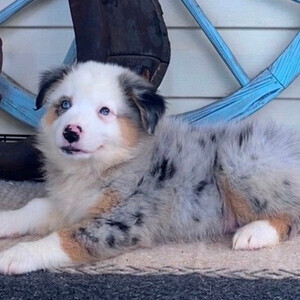 Australian shepherd puppies WhatsApp:(+63-9455-189-371) Viber:(+63-9455-189-371) | PostAds PH