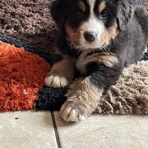 Both male and female Bernese Mountain WhatsApp:(+63-9455-189-371) Viber:(+63-9455-189-371) | PostAds PH