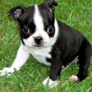Both male and female Boston Terrier pups Viber:+63-948-1451-325 | PostAds PH