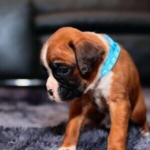 Both male and female BOXER PUPPIES Viber:+63-948-1451-325 | PostAds PH