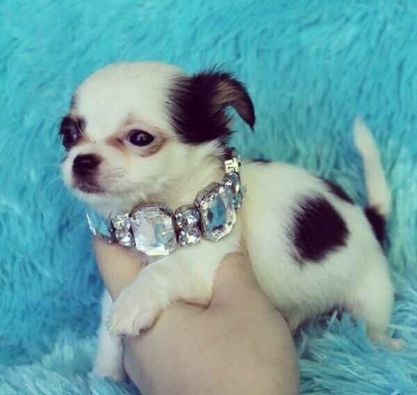 Both male and female Chihuahua Pups Viber:+63-9481-451-325