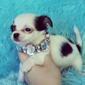 Both male and female Chihuahua Pups Viber:+63-9481-451-325 | PostAds PH