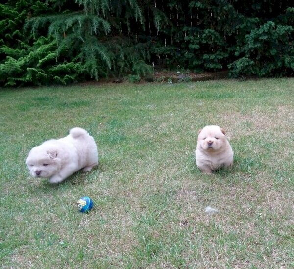 Both male and female Chow Chow puppies Viber:+63-948-1451-325