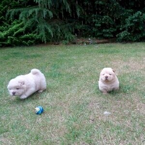 Both male and female Chow Chow puppies Viber:+63-948-1451-325 | PostAds PH