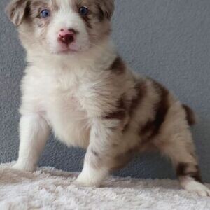 Both male and female Border Collie Viber:+63-948-1451-325 | PostAds PH