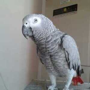 Talking Congo African Grey parrots. Viber:00237 653 81 7429 | PostAds PH