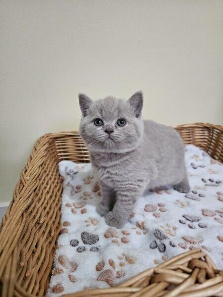 British shorthair kittens ,,. Viber : 00237 653 81 7429