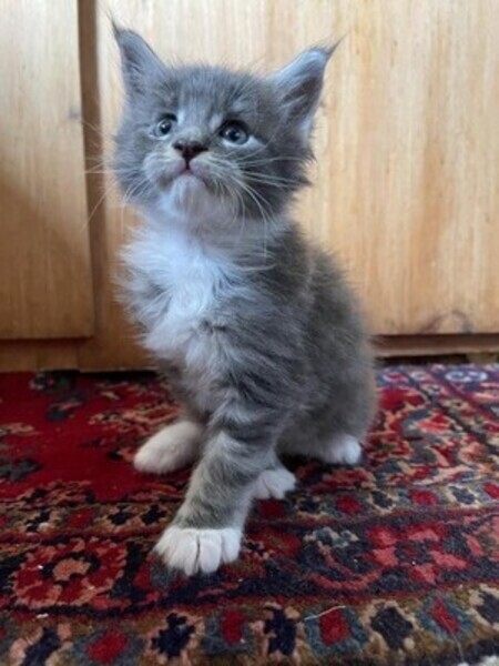 Maine Coon kittens available. Viber: 00237 653 81 7429