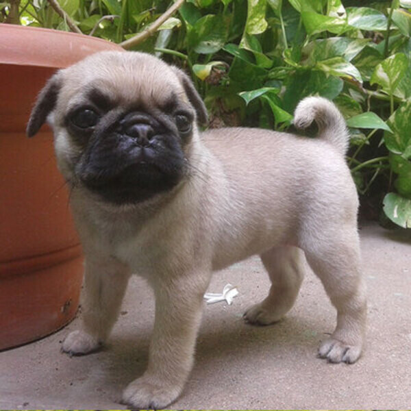 Pug puppies . Viber: 00237 653 81 7429
