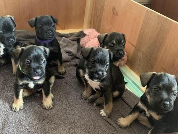 Unique French Schnauzer Puppies. Viber: 00237 653 81 7429