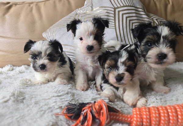 Yorkshire Terrier girls