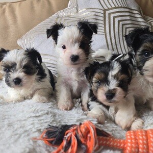 Yorkshire Terrier girls | PostAds PH